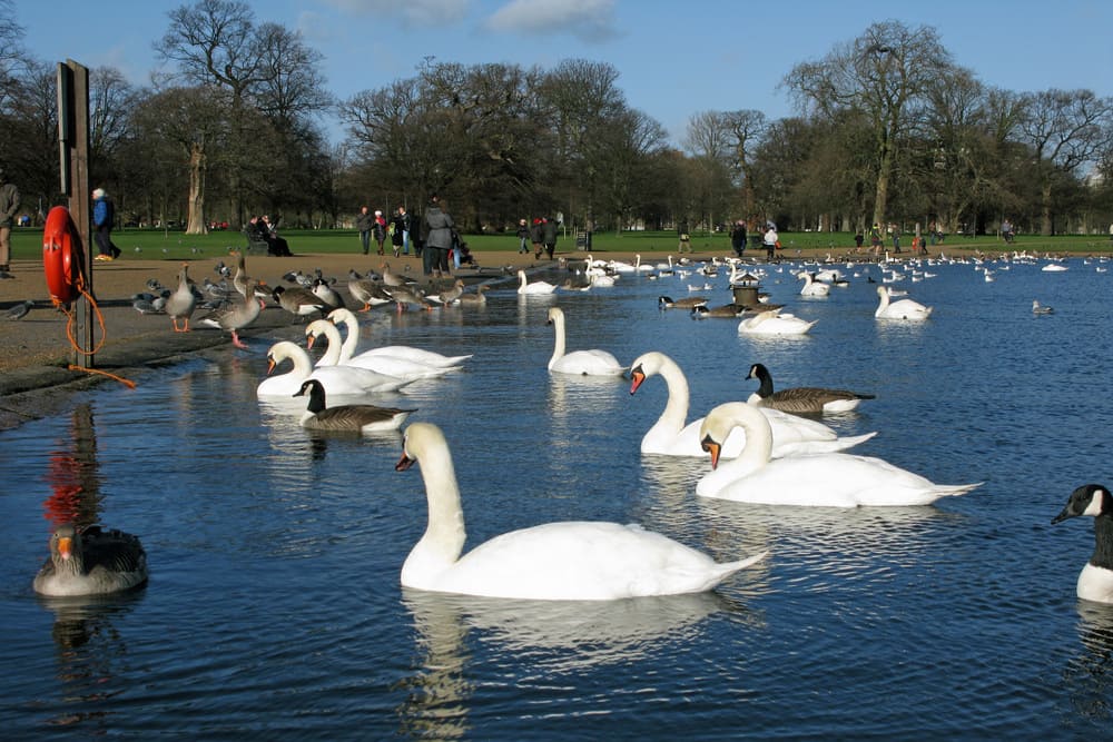 Round Pond Kensington Gardens
